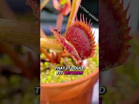 Worlds Rarest Flytrap (For Now)