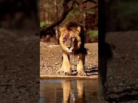 Crocodile stalking baby lion#animals #wildlife #wildanimals #foryou #fyp
