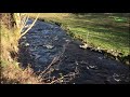 Wetland Conservation and Ecology