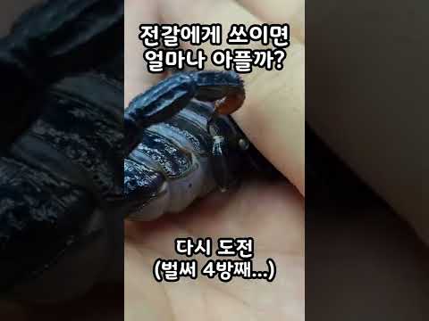 전갈에게 물리면 얼마나 아플까? #shorts