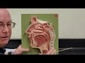 Anatomy of the Nasal and Oral Cavities
