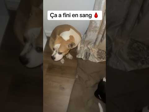 Bagarre entre mes deux staff, ça finit en sang 🩸