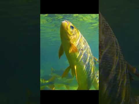 سبحان الله #shorts #قصص