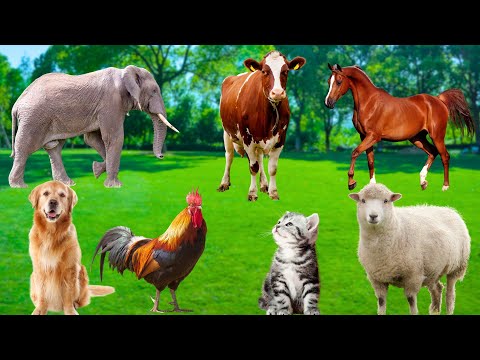 Beautiful Animals Collection - Horse, Elephant, Sheep, Chicken, Goat, Cat, Dog