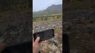 Stalking big bull moose