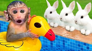 Monkey Baby Chu Chu Eat Fried Egg And Swimming With puppies and ducklings in the garden