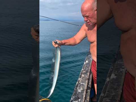 Never Touch This Fish With Bare Hands