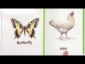 Animal Growth and Development Concepts