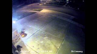 Racoons break into garage