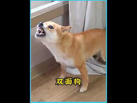 主人将狗狗绝育后，遭到柴犬的报复，自己却只能有苦往心里吞 #animals #狗狗  #萌宠