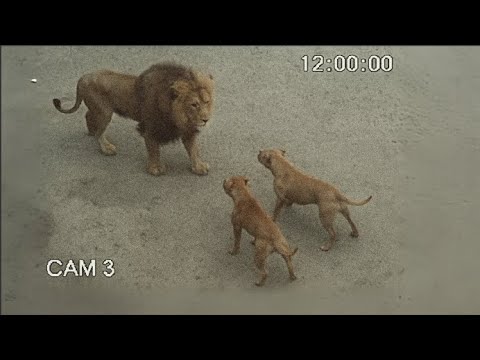 Esse leão enfrentou o Adversário errado