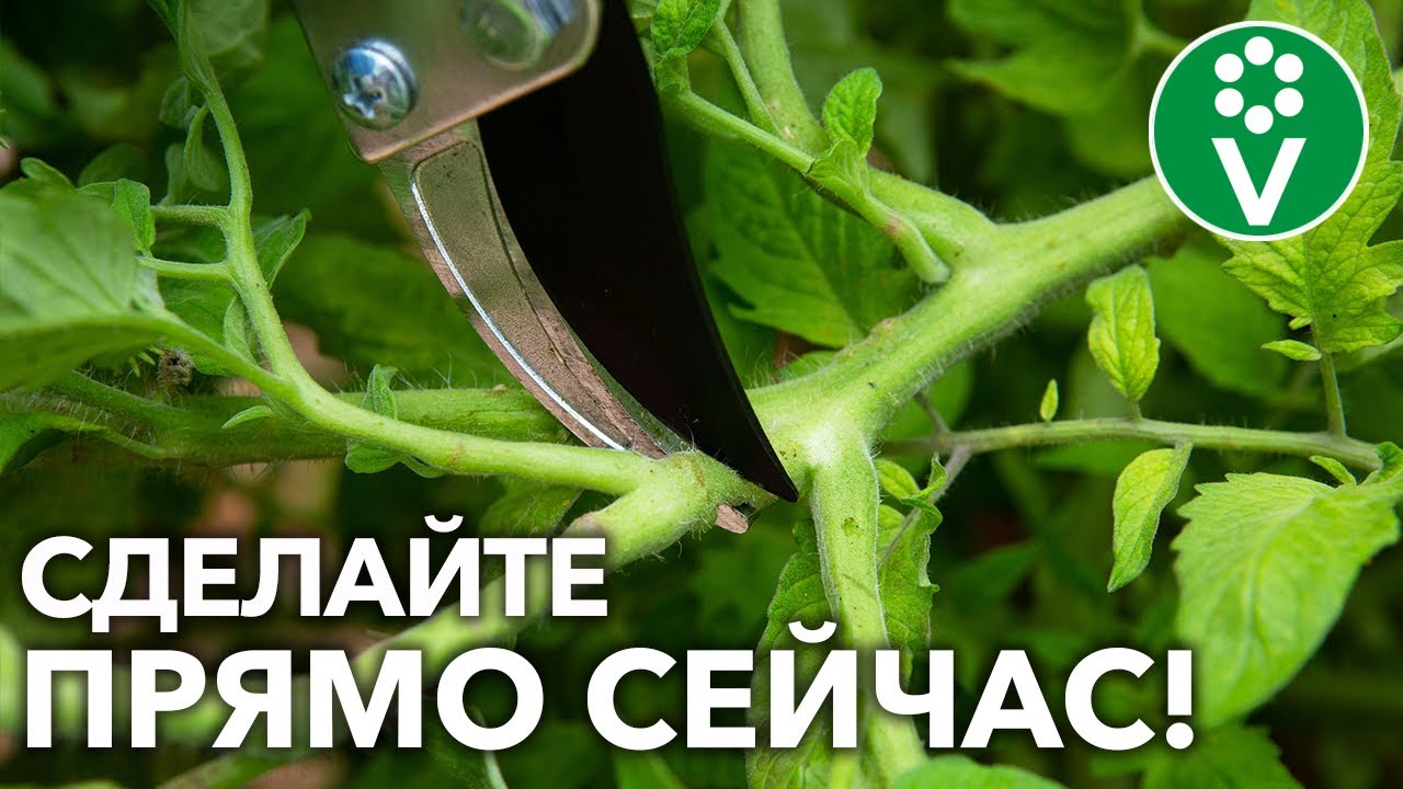 Зеленые спецоперации в огороде и в саду! Урожай будет крупнее и созреет раньше!