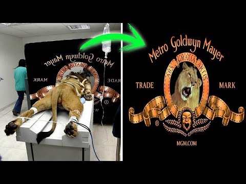 Sekrety Logotypów Największych Wytwórni Filmowych i Historie Ich Powstania…