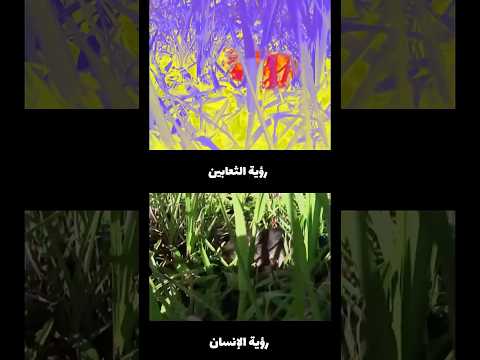 حقائق مذهلة عن الحيوانات و كيف ترانا الحيوانات  #حيوانات #البرية #الغابة #معلومات #غرائب #حقائق