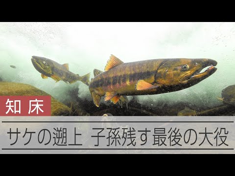 知床に秋を告げる「鼻曲がり」　水温9℃の川でサケの遡上がピーク