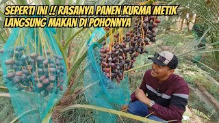 WAHH !! PANEN KURMA METIK LANGSUNG MAKAN DI POHONNYA DI MADINAH