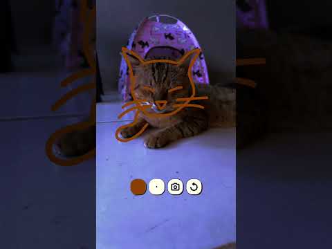 #cat #foryou #subscribe