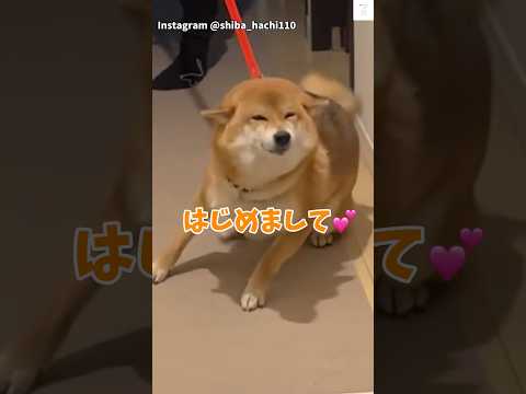 満面の笑み💕『はじめまして』の柴犬が可愛すぎる #柴犬 #犬 #かわいい犬 #犬のいる暮らし #癒し