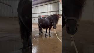 Throw Back! “Pre Foal” HOT MAMA COOL DOWN #minihorse #horse