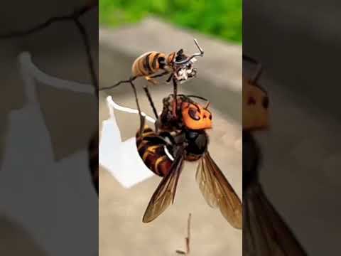 A professional hunter attaches a flag to a giant hornet and searches for its nest #gianthornet