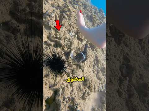 ما مدى خطورة قنافذ البحر!؟😳