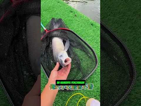 lengan baju di gunting untuk umpan