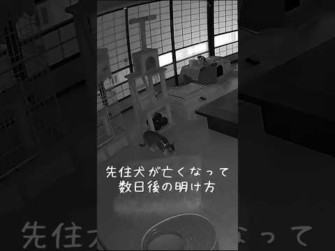 先住犬を探す妹猫に寄り添うようになった姉犬#shorts