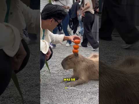 #capybara #wasserschwein