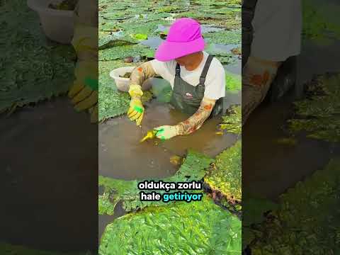 Bu Tohumların Peşinde Hayatını Harcıyorlar! 🌾😧