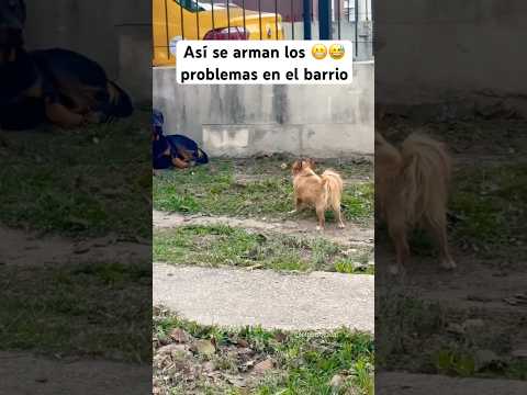 Miedo y equilibrio son dos cosas que este #chihuahua no tiene claramente #funnydogs