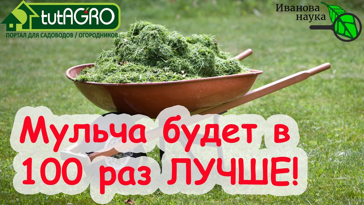 Мульча есть, а урожай не радует? Вот почему! Одно единственное действие всё исправит! Белый налет.