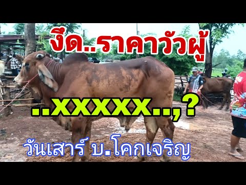 วัวควายยังเข้าเต็มสนามแม้ฝนตกหนัก ราคาวัว เสาร์ 14 มิ.ย.68 สนามบ้านโคกเจริญ