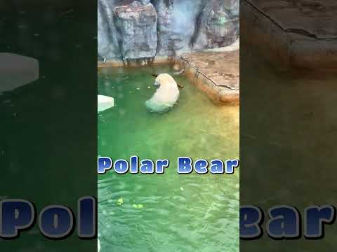 Polar Bears and their Warm Fur!