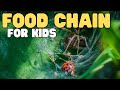 Food Chains and Ecosystem Dynamics