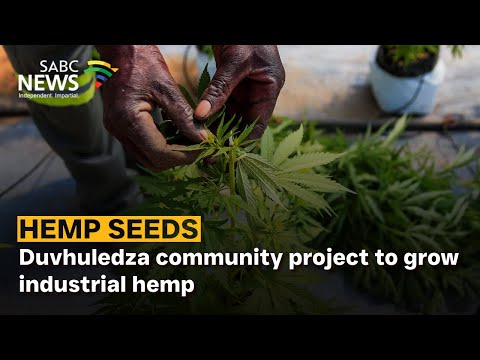 YouTube video thumbnail: Duvhuledza Community Project to Grow Industrial Hemp