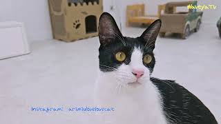 하찮고 웃긴 고양이 콩순이 점프 Funny Cat Jump Jump!