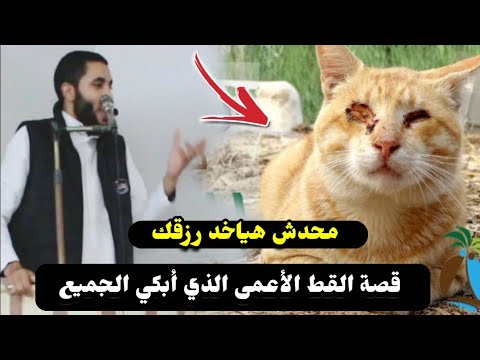 قصة القط الأعمى والفقير  الذي أبكي الجميع😱محدش هياخد رزقك🌱قصة عن الرزق هتريح قلبك للشيخ محمد صبره