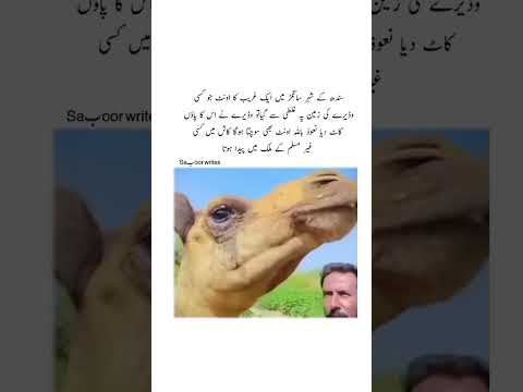 Hayee Afsos ??? #foryou #poetry #explore #viralvideo #urdupoetry #poertycommunity
