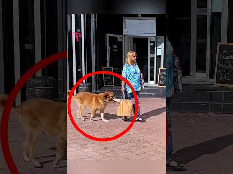 Seekor Anjing mengambil Sepotong Roti