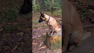 Der Malinois macht Kommando SITZ PLATZ STEH und fällt vom Baum