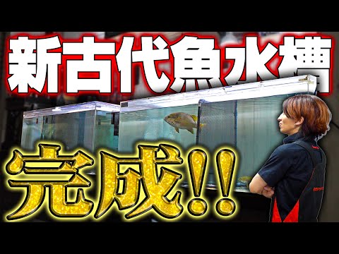 【完璧】6ヶ月かけて作り替えた古代魚水槽がついに完成しました