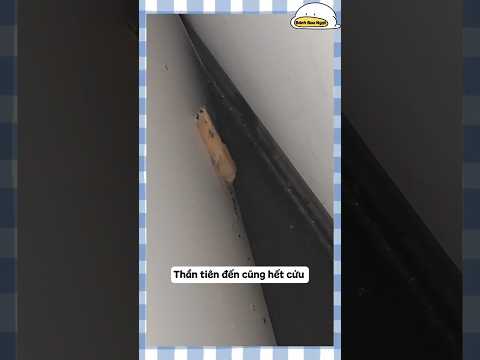 Con chuột hamster này còn cứu được không? :))) #funny #douyin #hamster