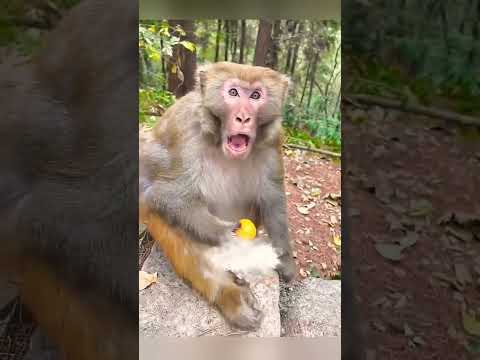 🤣🤣🐒🐵🐒bandie they indeed 😭😭#fypviral #funny