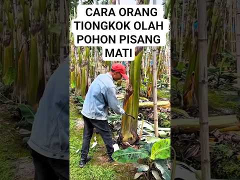 POHON PISANG DI CHINA JADI BEGINI