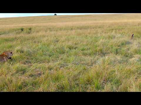 Hyena gets shock of its life when two lions appear out of nowhere