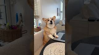 He doesn’t like to leave!