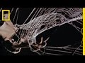 Spider and Bat Interaction Analysis