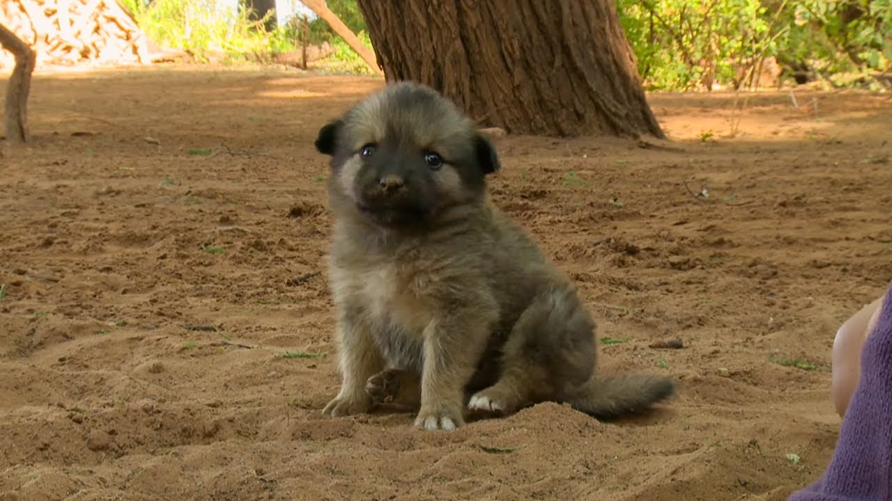 BEWARE Very Fierce Dogs This Wild Life BBC