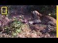 Exploring the Curious Snake