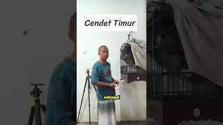 Cendet Saya